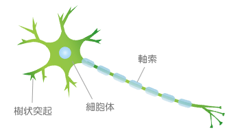 神経細胞（ニューロン）の構造